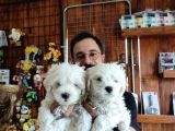 Bembeyaz Maltese Terri̇er 0 Numara