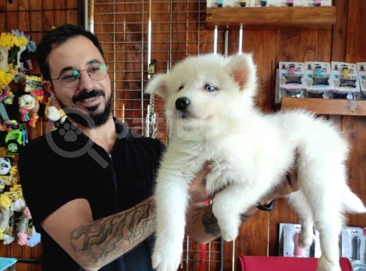 Ayi̇ Yavrusu Samoyed A Kali̇te Irk görsel