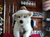 Ayi̇ Yavrusu Samoyed A Kali̇te Irk
