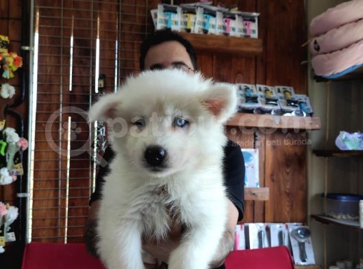 Ayi̇ Yavrusu Samoyed A Kali̇te Irk görsel