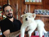 Ayi̇ Yavrusu Samoyed A Kali̇te Irk