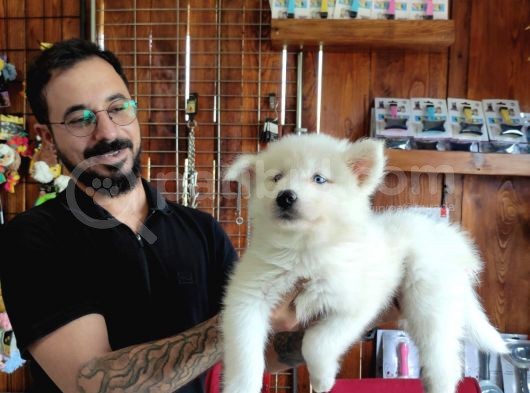 Ayi̇ Yavrusu Samoyed A Kali̇te Irk görsel