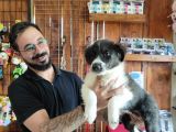 DUNYANİN EN ZEKİ IRKI BORDER COLLIE