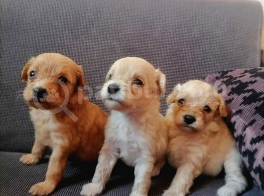 Anne Altından Rezerve Muhteşem Maltipoo Bebekler