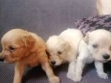 Anne Altından Rezerve Muhteşem Maltipoo Bebekler