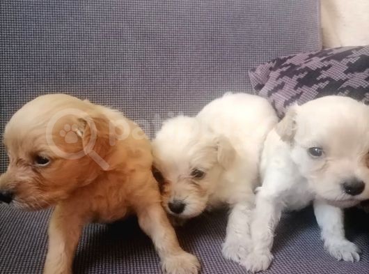 Anne Altından Rezerve Muhteşem Maltipoo Bebekler görsel