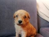Anne Altından Rezerve Muhteşem Maltipoo Bebekler