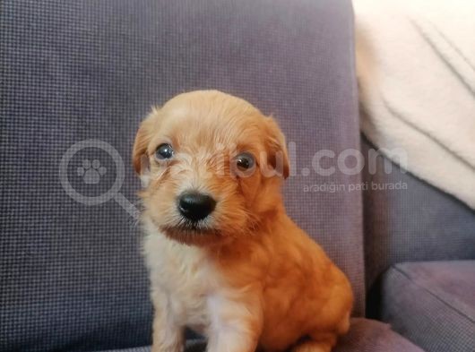 Anne Altından Rezerve Muhteşem Maltipoo Bebekler görsel