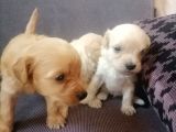 Anne Altından Rezerve Muhteşem Maltipoo Bebekler