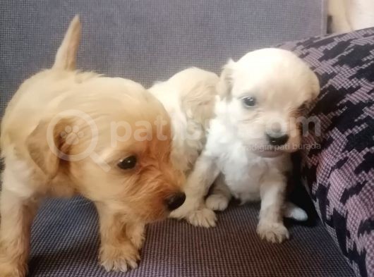 Anne Altından Rezerve Muhteşem Maltipoo Bebekler görsel