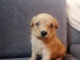 Anne Altından Rezerve Muhteşem Maltipoo Bebekler