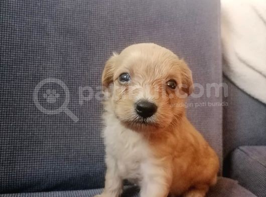 Anne Altından Rezerve Muhteşem Maltipoo Bebekler görsel