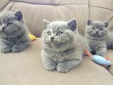 Ayıcık Surat Mükemmel British Shorthair Yabrulsrımız