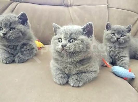 Ayıcık Surat Mükemmel British Shorthair Yabrulsrımız görsel
