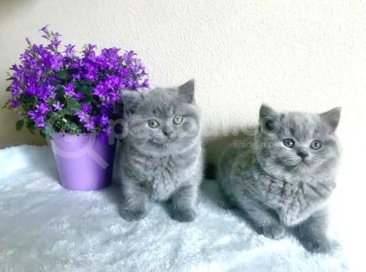 Ayıcık Surat Mükemmel British Shorthair Yabrulsrımız