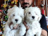 BEMBEYAZ MALTESE TERRİER 0 NUMARA