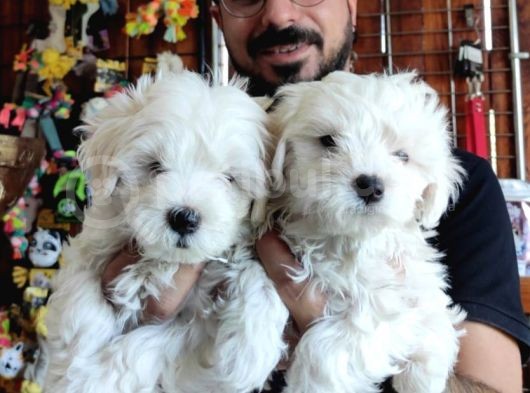 Bembeyaz Maltese Terri̇er 0 Numara