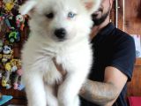 Ayi̇ Yavrusu Samoyed A Kali̇te Irk