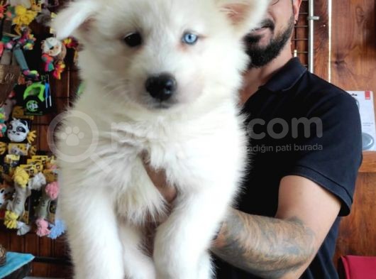 Ayi̇ Yavrusu Samoyed A Kali̇te Irk görsel