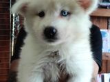 Ayi̇ Yavrusu Samoyed A Kali̇te Irk