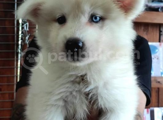 Ayi̇ Yavrusu Samoyed A Kali̇te Irk görsel
