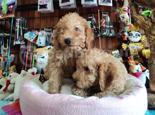 A Scr Muhteşem Toy Poodle  Yavrularimiz görsel