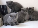 Ayıcık Surat Mükemmel British Shorthair Yabrulsrımız