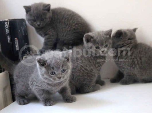 Ayıcık Surat Mükemmel British Shorthair Yabrulsrımız görsel