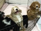Poodle Yavrularımız Yeni Yuvalarını Arıyor