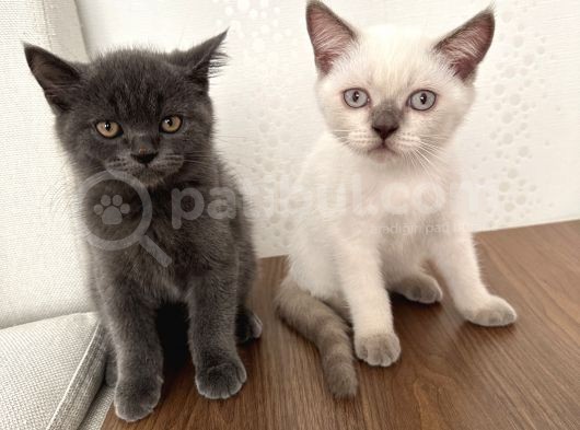 British Shorthair Yavru Kardeşler görsel
