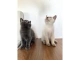 British Shorthair Yavru Kardeşler
