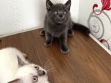 British Shorthair Yavru Kardeşler