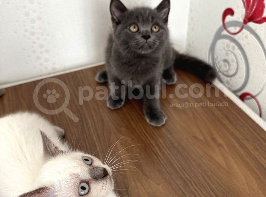 British Shorthair Yavru Kardeşler görsel