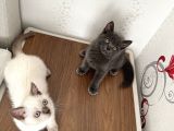 British Shorthair Yavru Kardeşler