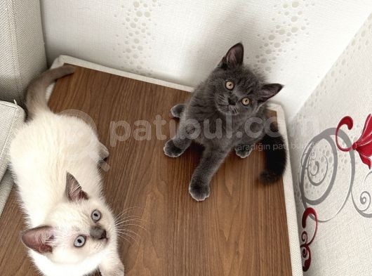 British Shorthair Yavru Kardeşler görsel