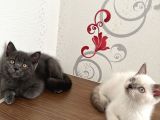 British Shorthair Yavru Kardeşler