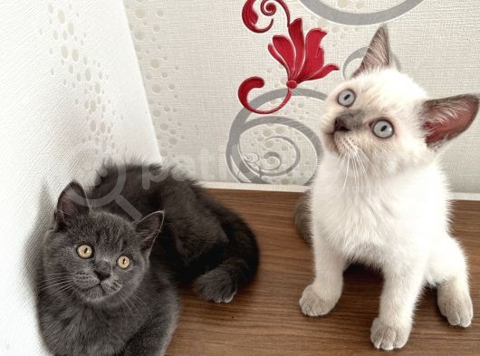 British Shorthair Yavru Kardeşler görsel