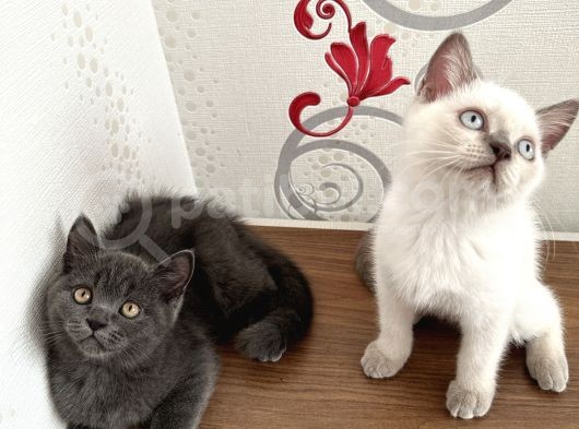 British Shorthair Yavru Kardeşler