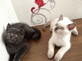 British Shorthair Yavru Kardeşler
