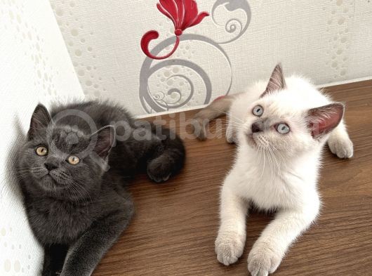British Shorthair Yavru Kardeşler görsel