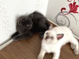 British Shorthair Yavru Kardeşler