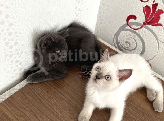 British Shorthair Yavru Kardeşler görsel