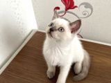 British Shorthair Yavru Kardeşler