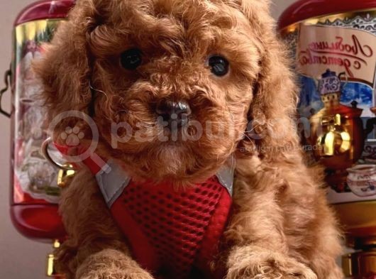 Asi̇l Kan Göz Kamaştirici Toy Poodle Irkimiz görsel