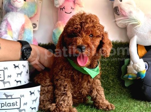 Asi̇l Kan Göz Kamaştirici Toy Poodle Irkimiz görsel