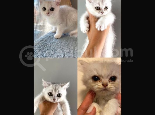 Bri̇ti̇sh Shorthai̇r 2 Erkek 2 Di̇şi̇