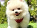 Lansman Boo Suratli Pomerani̇an Yavrucuklar