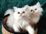British shorthair ve longhair ns12 Silver