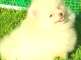 KUSURSUZ KARBEYAZ DİŞİ POMERANİAN BOO