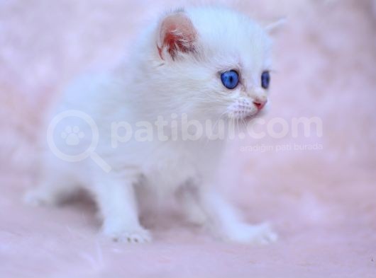 Cam Gözlü Ns1133 British Shorthair görsel